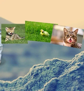 Die besten Apps zum Wiederherstellen gelöschter Fotos Die besten Apps zum Wiederherstellen gelöschter Fotos